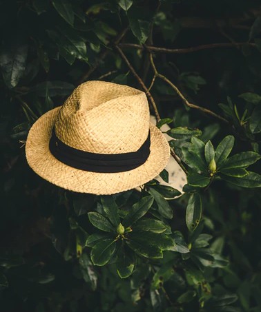 a traditional Panama hat
